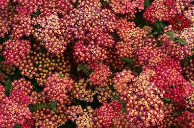 Red Yarrow Heirloom Seeds
