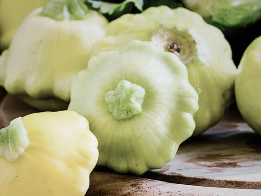 Bennings Green Tint Summer (Patty Pan) Squash Heirloom Seeds