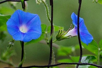 Tall Blend Morning Glory Heirloom Seeds