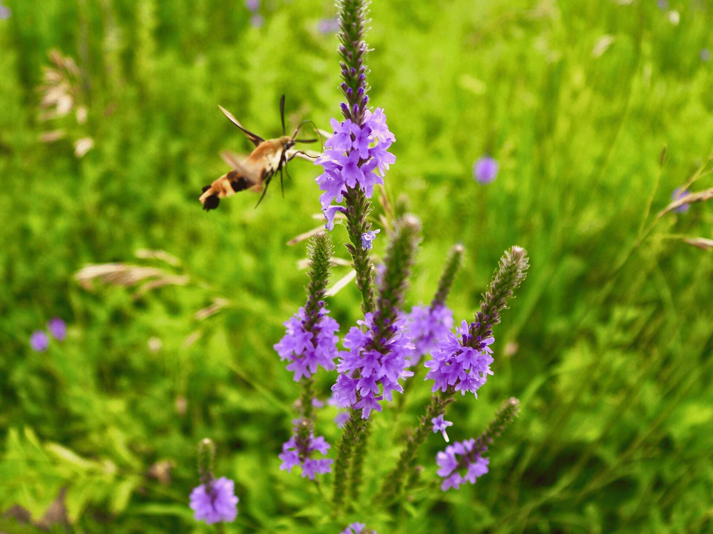 A hummingbird hovers near a cluster of purple flowers in a lush green field.