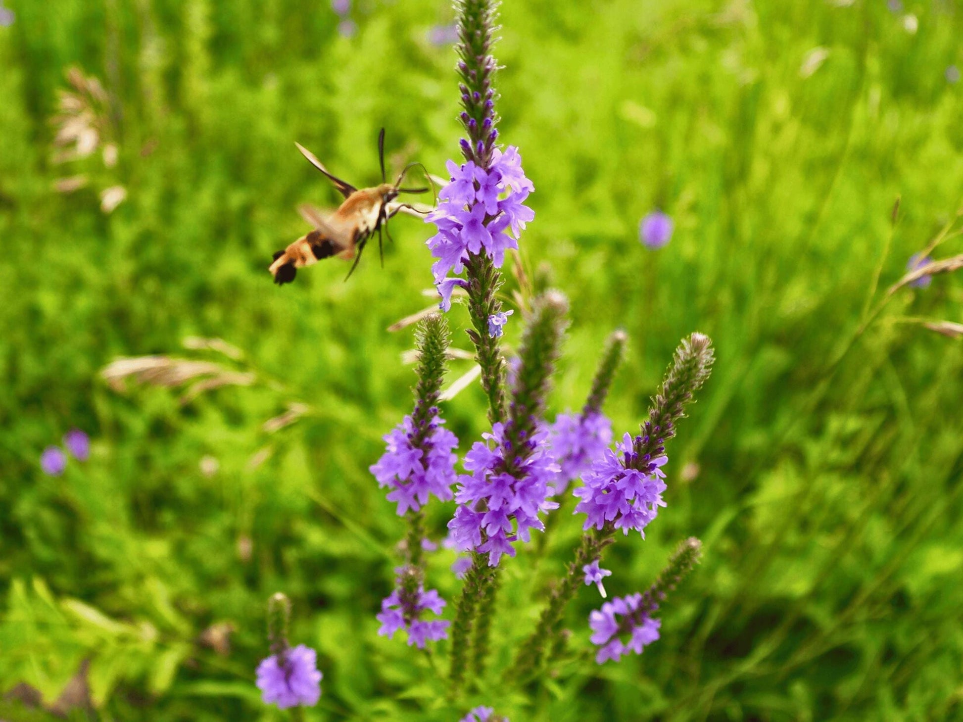 A hummingbird hovers near a cluster of purple flowers in a lush green field.
