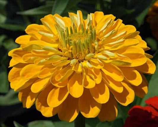Canary Bird Heirloom Zinnia Seeds
