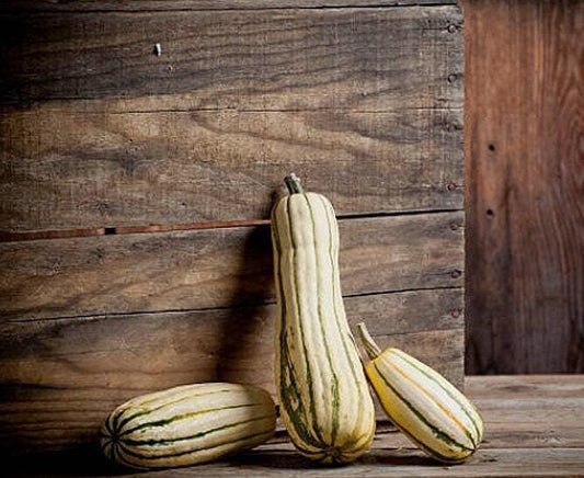 Delicata Heirloom Winter Squash Seeds