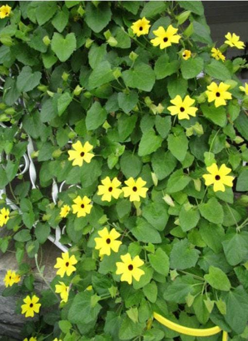 Black-eyed Susan Vine Heirloom Seeds