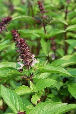 Cinnamon Basil Heirloom Seeds