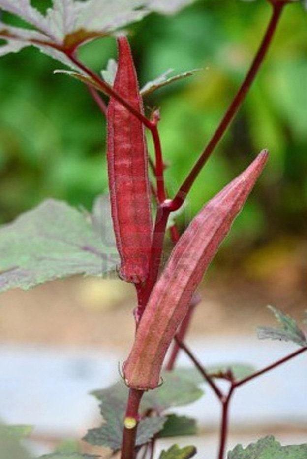 Red Burgundy Okra Heirloom Seeds
