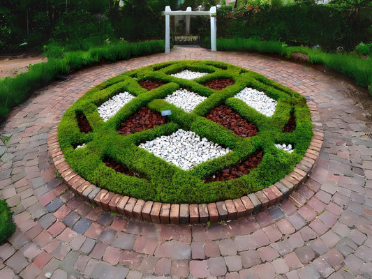 Creeping Thyme Heirloom Seeds