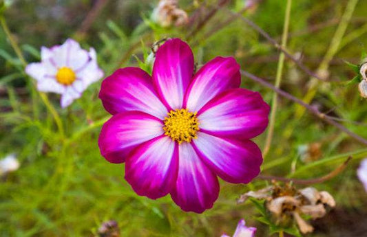 Picotee Heirloom Cosmos Seeds