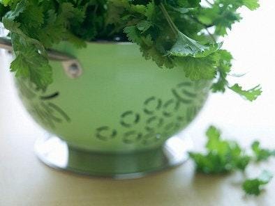 Slow Bolt Heirloom Cilantro Seeds