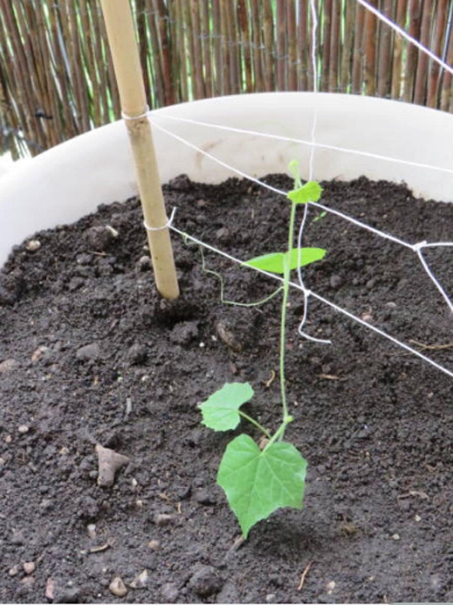 Mouse Melon (Cucamelon) Heirloom Seeds