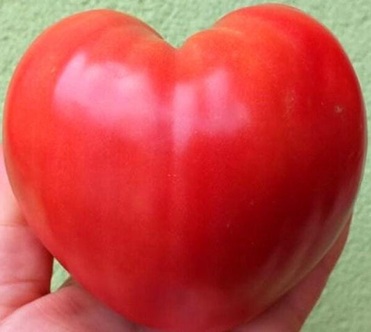 Oxheart Heirloom Tomato Seeds
