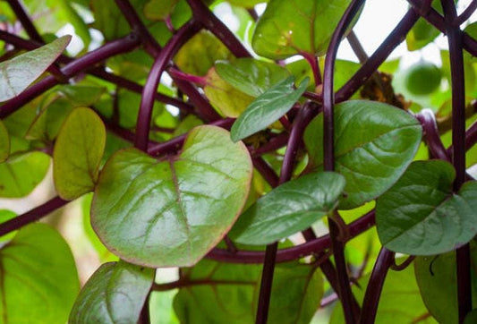 Red Malabar Heirloom Spinach Seeds