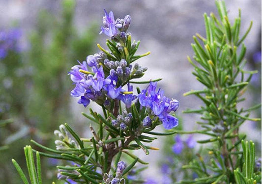 Rosemary Heirloom Seeds