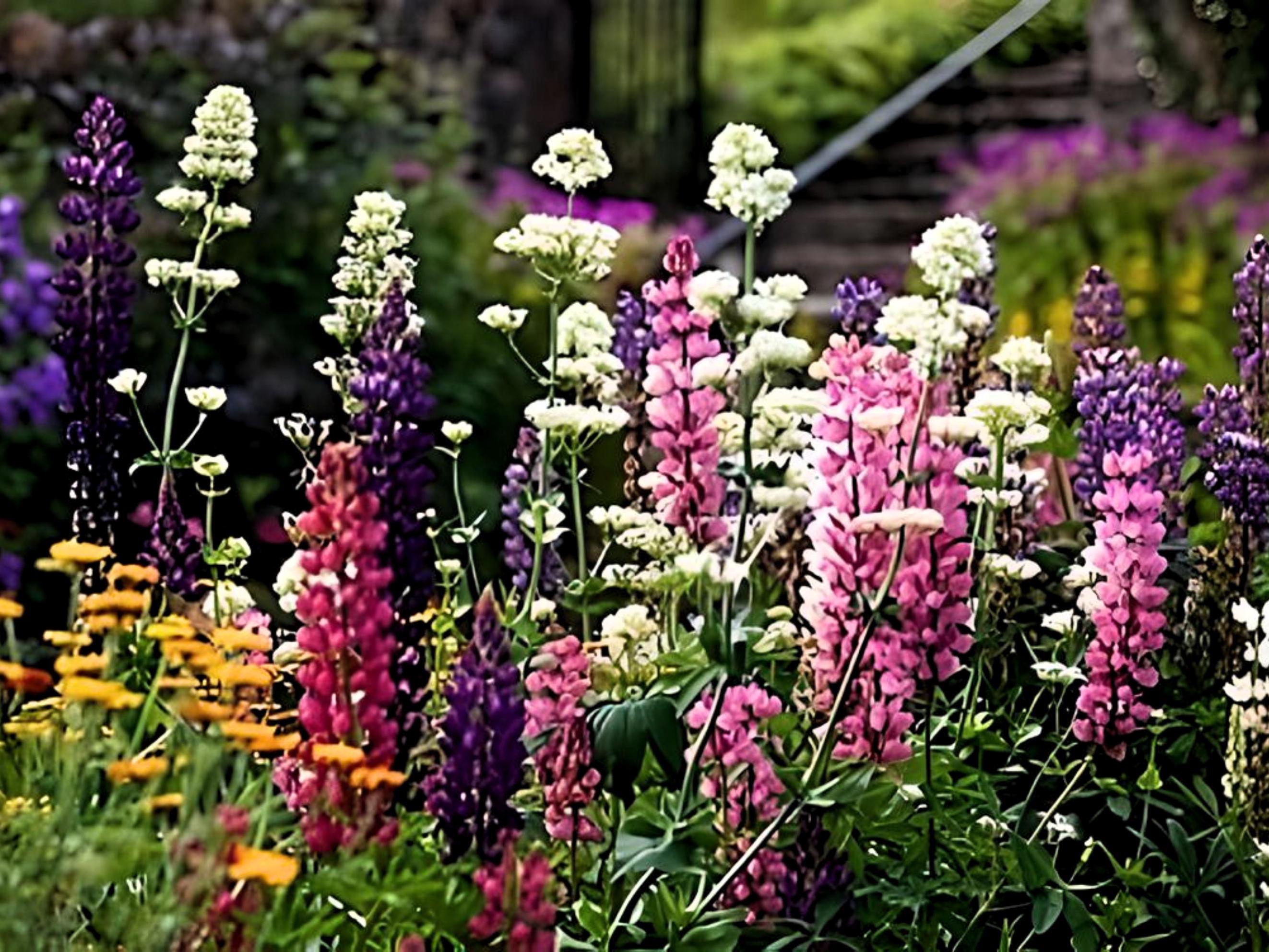 Sow Right Seeds Snapdragon Tetra Mix Seeds, Non-GMO Heirloom Varieties for Planting, Brown Sow Right Seeds Snapdragon Tetra Mix Seeds, Non-GMO Heirloom Varieties for Planting, Brown