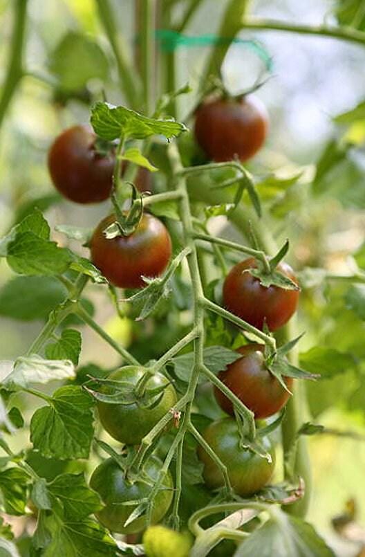 Black Cherry Heirloom Tomato Seeds