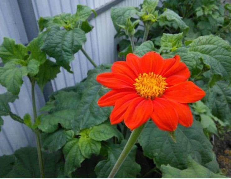 Mexican Torch Heirloom Sunflower Seeds
