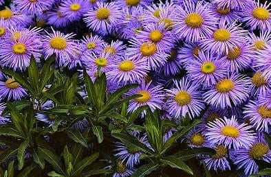 New England Aster Heirloom Seeds