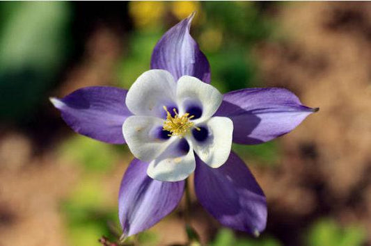 McKana's Blend Columbine Heirloom Seeds