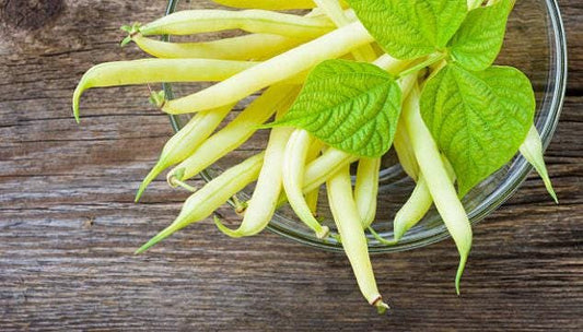 Gold Rush Heirloom Bush Bean Seeds