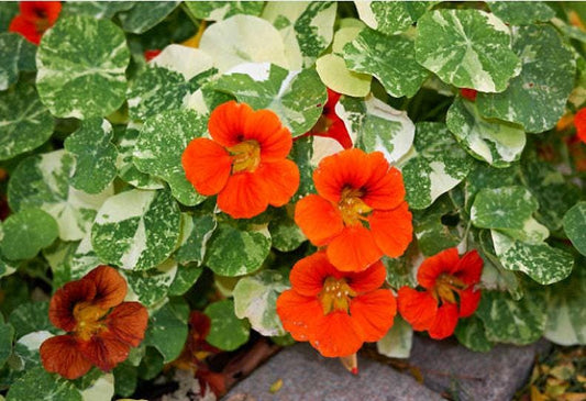 Alaska Variegated Heirloom Nasturtium Seeds