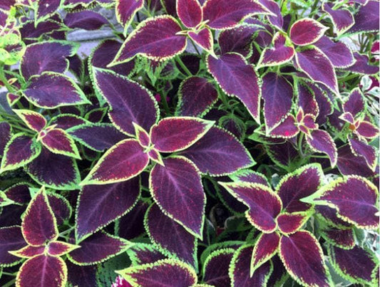 Rainbow Blend Coleus Heirloom Seeds