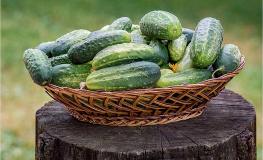 National Pickling Heirloom Cucumber Seeds