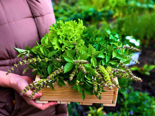 Holy Basil (Tulsi) Heirloom Seeds