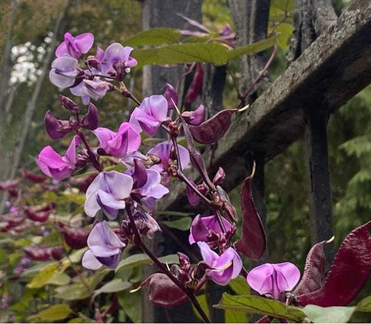 Hyacinth Bean Heirloom Seeds