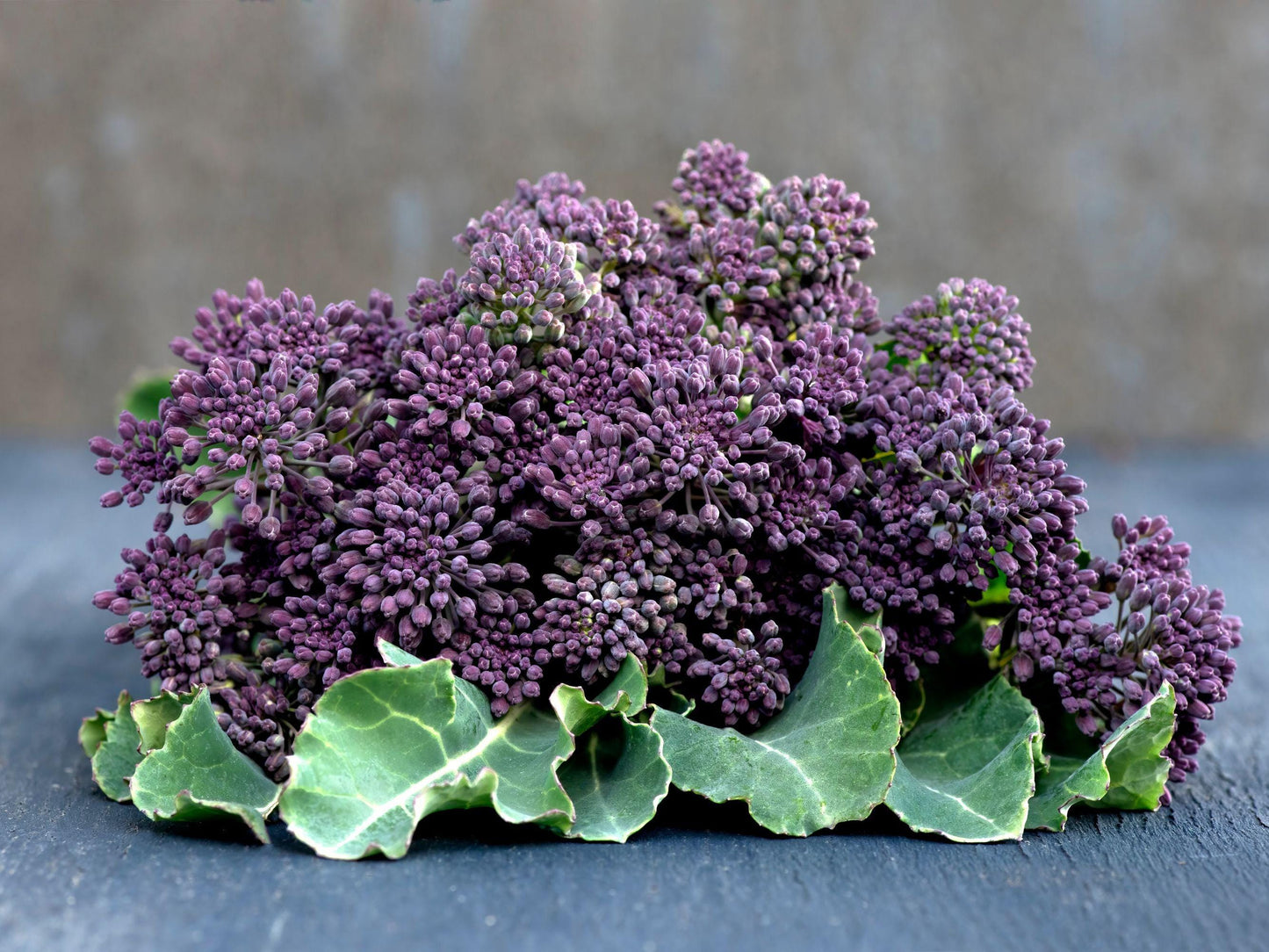 Early Purple Sprouting Broccoli Heirloom Seeds