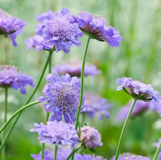 Imperial Blend Scabiosa Heirloom Pincushion Seeds