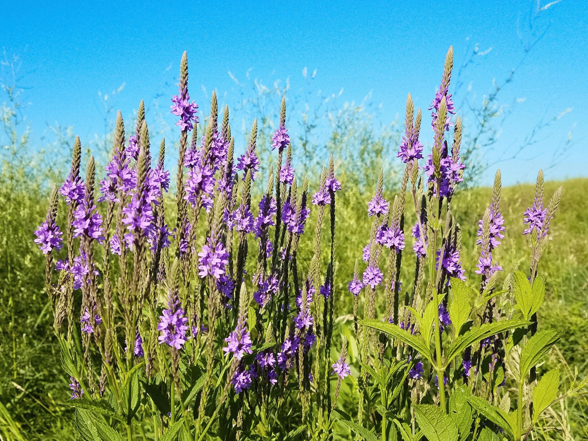 A field of tall purple flowers with green stems against a clear blue sky.