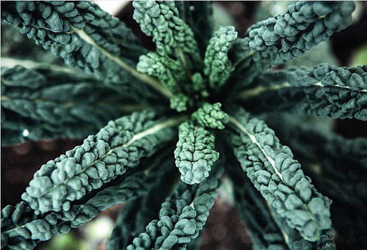 Lacinato Dinosaur Kale Heirloom Seeds