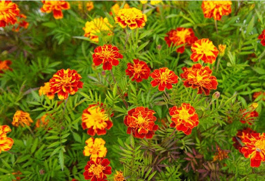 Sparky Blend French Marigold Heirloom Seeds