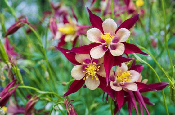 McKana's Blend Columbine Heirloom Seeds