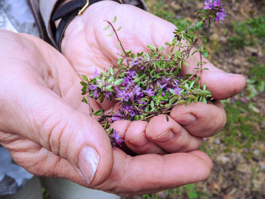 Winter Thyme Heirloom Seeds
