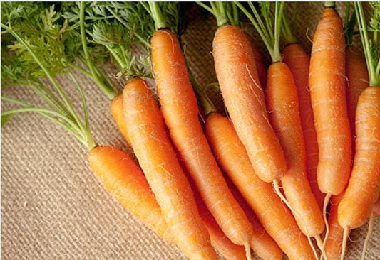 Scarlet Nantes Heirloom Carrot Seeds