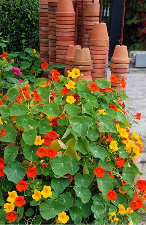 Tall Blend Heirloom Nasturtium Seeds