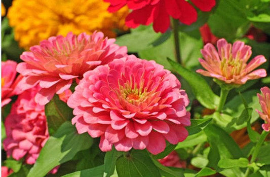 Luminosa Heirloom Zinnia Seeds