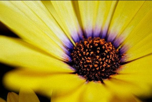 Cape Marigold African Daisy Heirloom Seeds