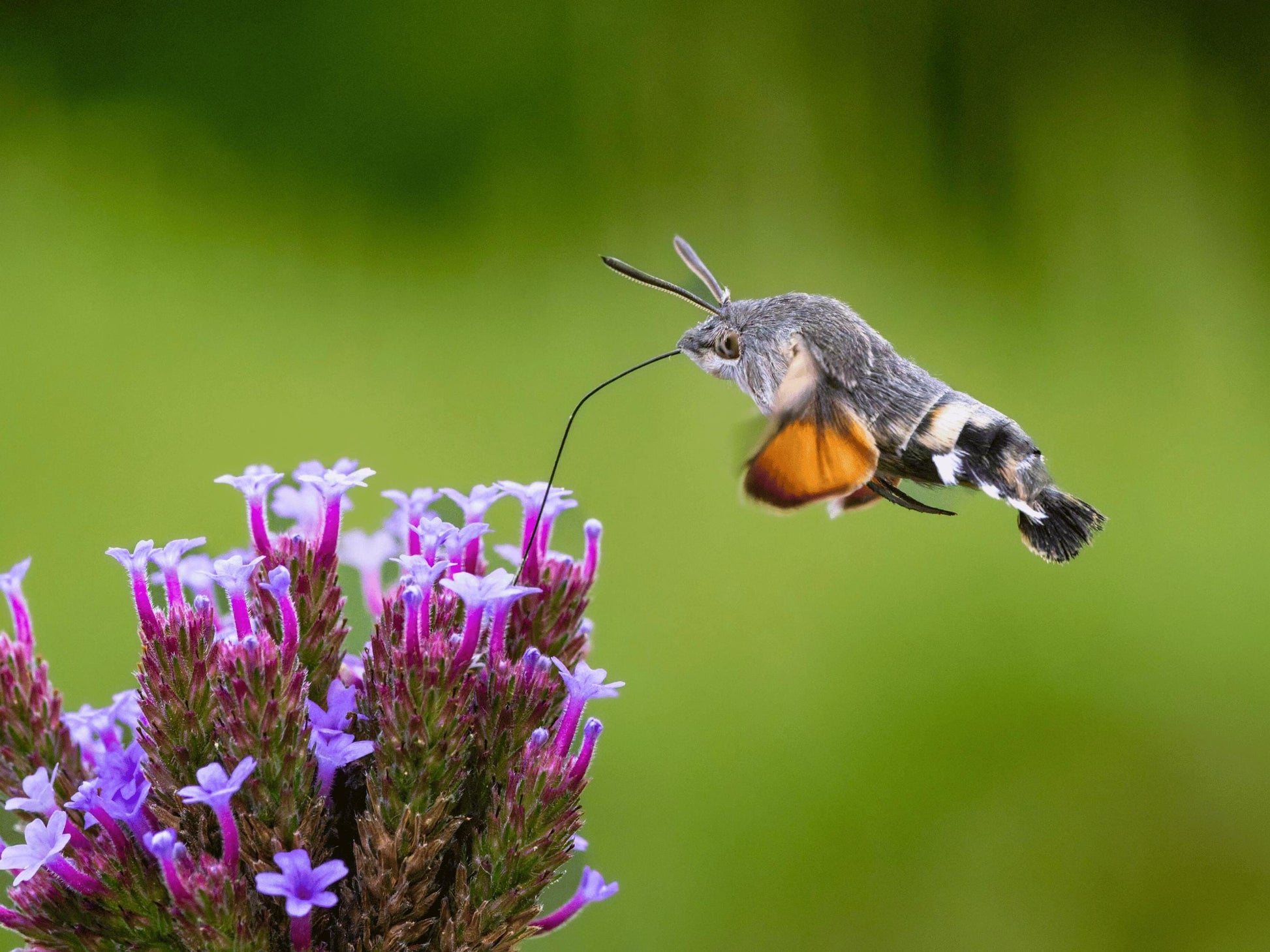 A hummingbird hovers near a cluster of purple flowers, its long beak reaching out to the flowers.