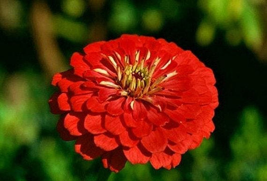 Cherry Queen Heirloom Zinnia Seeds