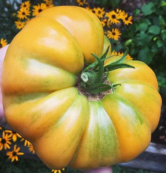 Dr. Wyche’s Yellow Heirloom Tomato Seeds