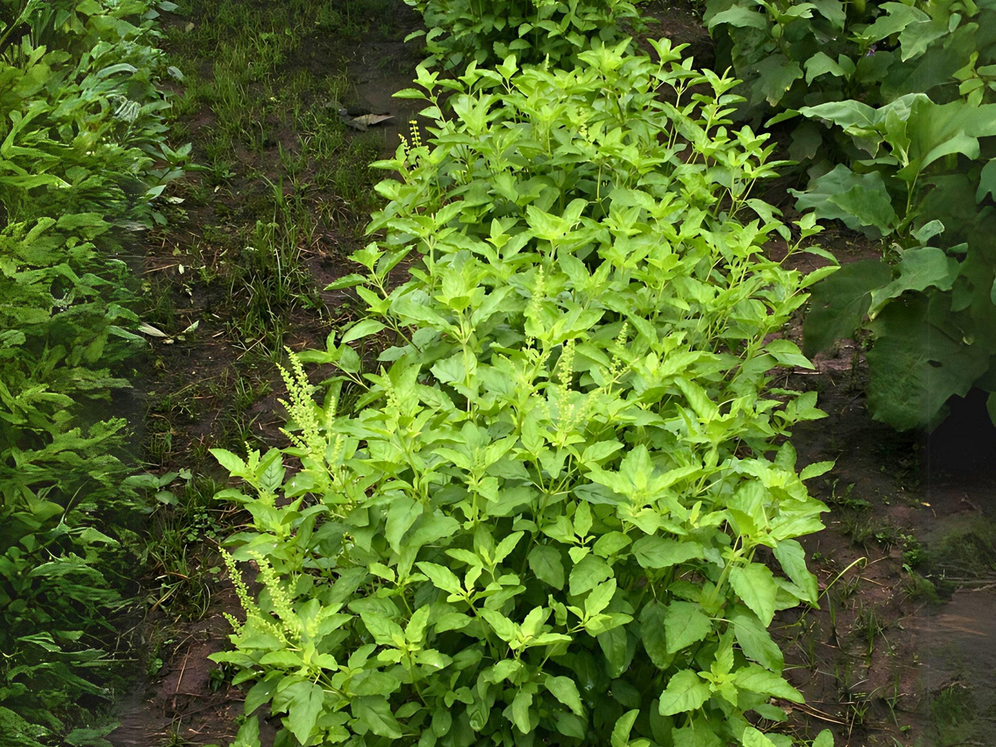 Holy Basil (Tulsi) Heirloom Seeds