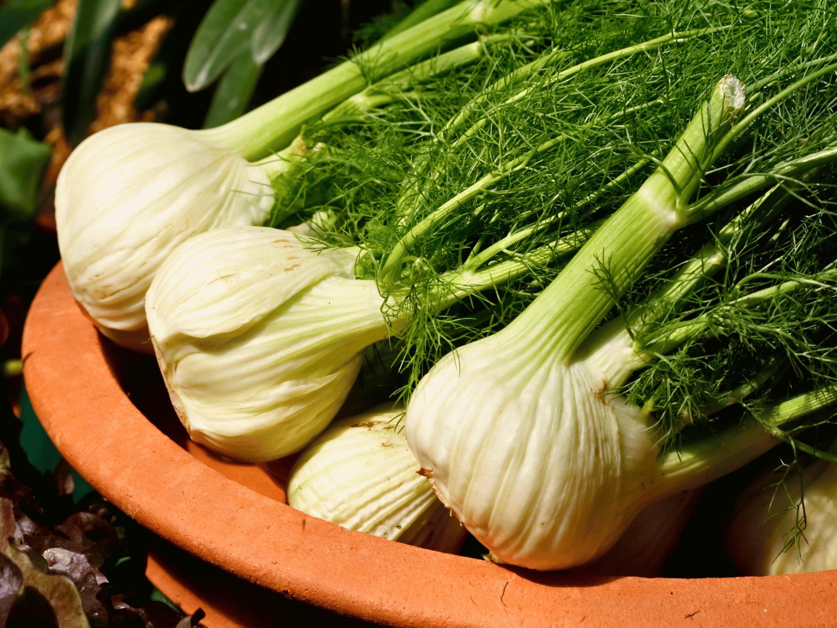 Florence Fennel Seeds | Nimble NiteCap Heirloom Seed Co
