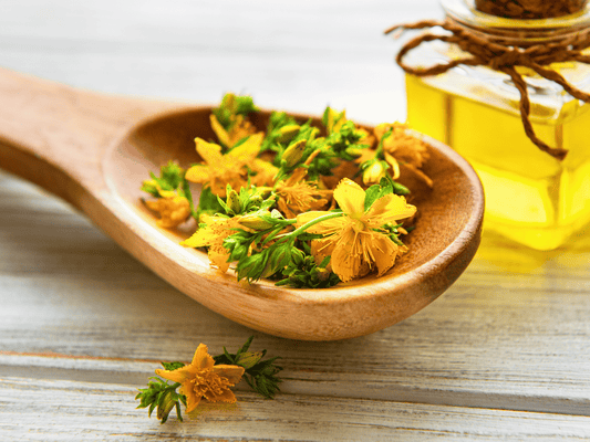 St. John’s Wort Heirloom Seeds