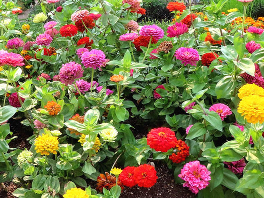 California Giants Blend Heirloom Zinnia Seeds