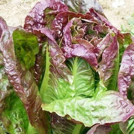Parris Cimmaron Heirloom Romaine Lettuce Seeds