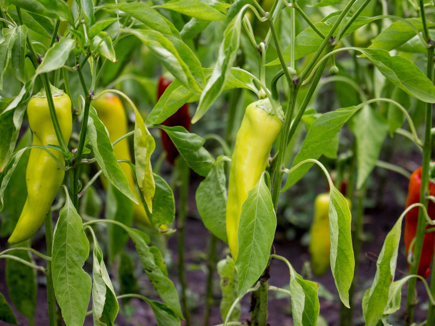 Sweet Banana Heirloom Pepper Seeds
