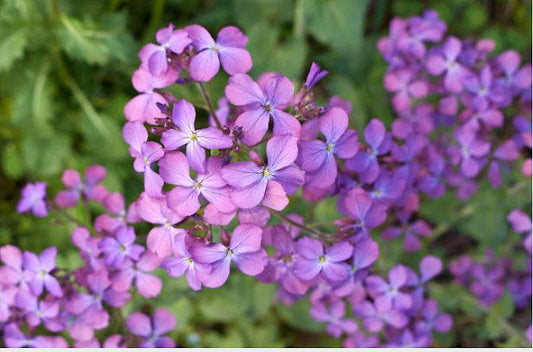 Honesty Money Plant Heirloom Seeds