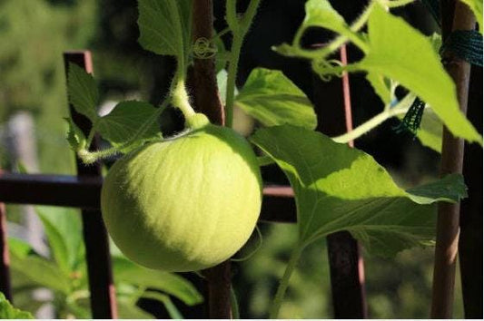 Honeydew Heirloom Melon Seeds